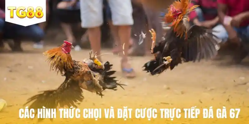 Các hình thức chọi và đặt cược trực tiếp đá gà 67