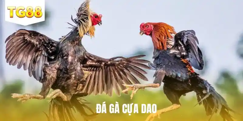 đá gà cựa dao tg88