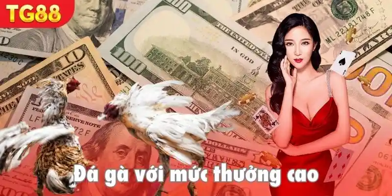 Địa chỉ kiếm tiền hiệu quả cùng môn đá gà