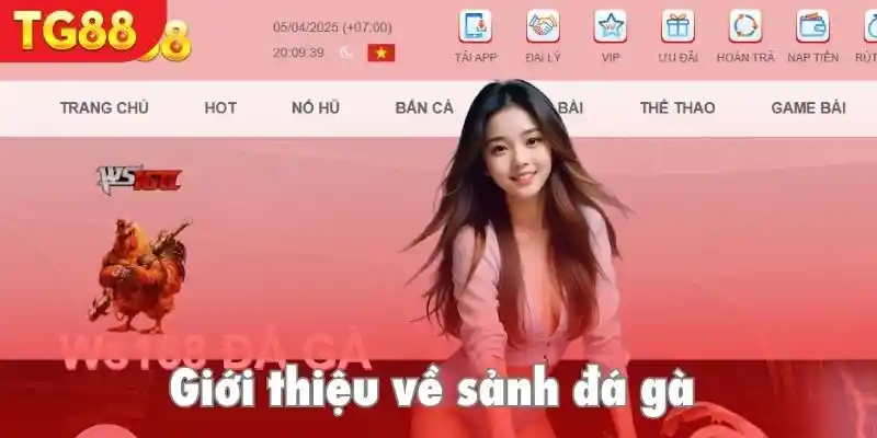 Tìm hiểu sơ về chuyên mục đá gà TG88