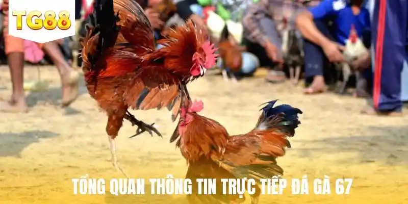 Tổng quan thông tin trực tiếp đá gà 67